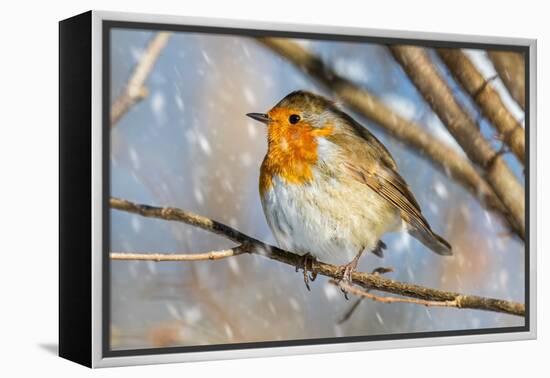 Robin with fluffed up feathers perched in tree in falling snow-Philippe Clement-Framed Premier Image Canvas