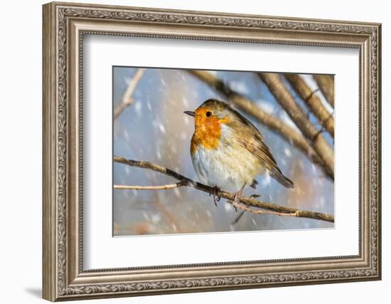 Robin with fluffed up feathers perched in tree in falling snow-Philippe Clement-Framed Photographic Print