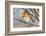 Robin with fluffed up feathers perched in tree in falling snow-Philippe Clement-Framed Photographic Print