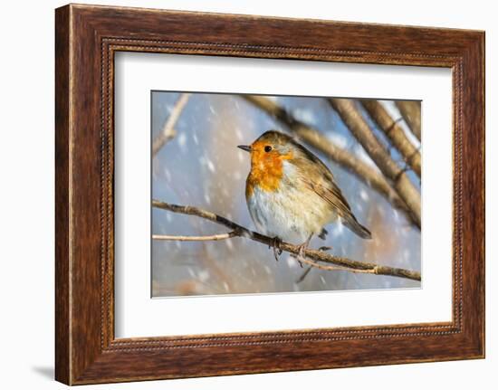 Robin with fluffed up feathers perched in tree in falling snow-Philippe Clement-Framed Photographic Print