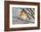 Robin with fluffed up feathers perched in tree in falling snow-Philippe Clement-Framed Photographic Print