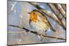 Robin with fluffed up feathers perched in tree in falling snow-Philippe Clement-Mounted Photographic Print