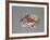 Robin with Snowflakes and Holly-Mike Alexander-Framed Giclee Print