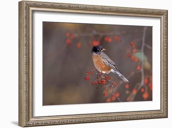 Robin-null-Framed Photographic Print