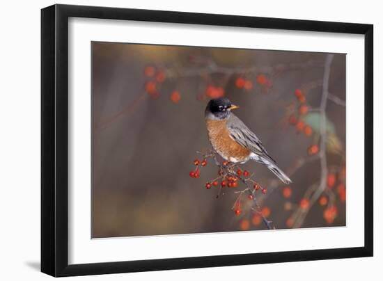 Robin-null-Framed Photographic Print