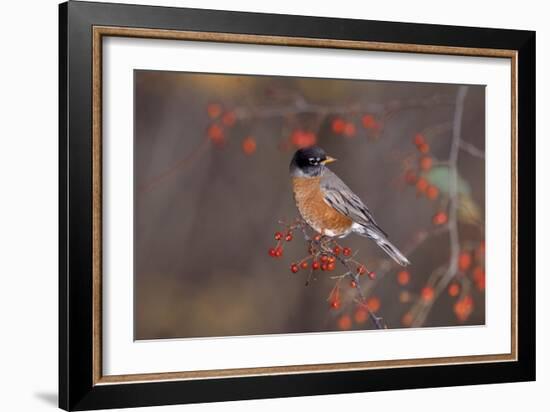Robin-null-Framed Photographic Print