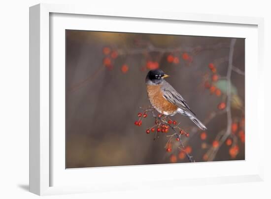 Robin-null-Framed Photographic Print