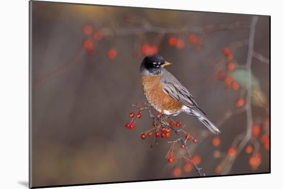 Robin-null-Mounted Photographic Print