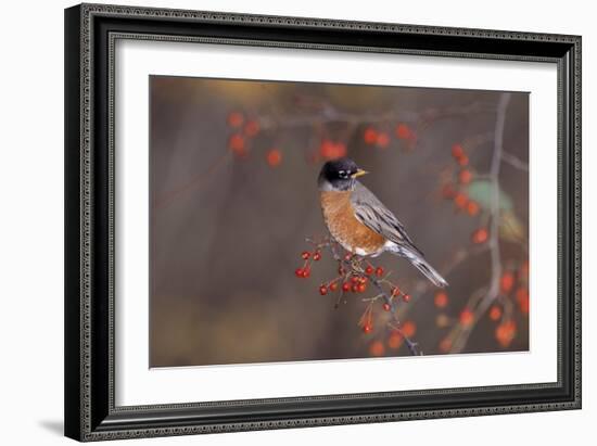 Robin-null-Framed Photographic Print