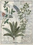 Illustration from the Book of Simple Medicines by Mattheaus Platearius-Robinet Testard-Giclee Print