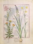 Ferns, Brambles and Flowers, Illustration from the Book of Simple Medicines by Platearius-Robinet Testard-Giclee Print