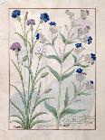 Red Clover and Aube.B: Bellidis, Onobrychis and Hyssopus, The Book of Simple Medicines-Robinet Testard-Giclee Print
