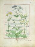 Ms Fr. Fv VI #1 Fol.116V Two Flowering Plants from 'The Book of Simple Medicines' by Mattheaus Plat-Robinet Testard-Giclee Print
