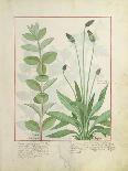 Ferns, Brambles and Flowers, Illustration from the Book of Simple Medicines by Platearius-Robinet Testard-Giclee Print