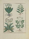 Illustration from 'Thedbook of Simple Medicines' by Mattheaus Platearius-Robinet Testard-Giclee Print