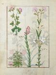 Ferns, Brambles and Flowers, Illustration from the Book of Simple Medicines by Platearius-Robinet Testard-Giclee Print