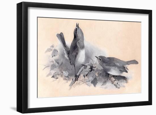 Robins Courtship-George Edward Lodge-Framed Giclee Print