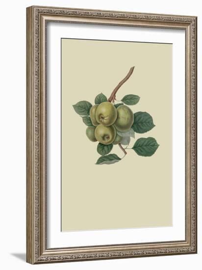 Robinson's Pippin - Apple-William Hooker-Framed Art Print