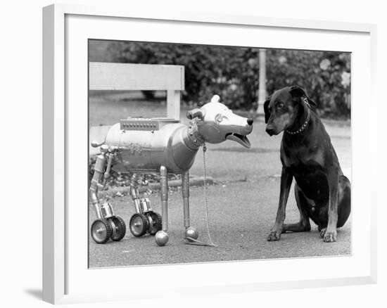 Robot Dog Meets a Real Doberman Dog-null-Framed Photographic Print