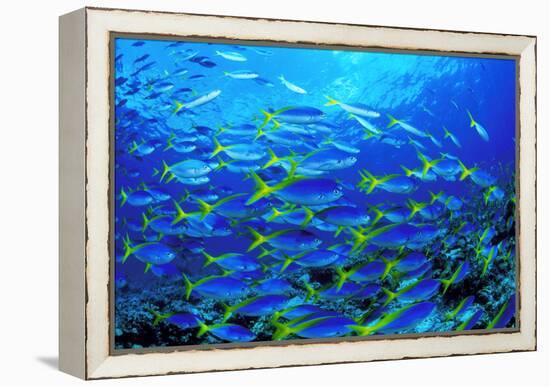 Robust Fusilier Fish-Matthew Oldfield-Framed Premier Image Canvas