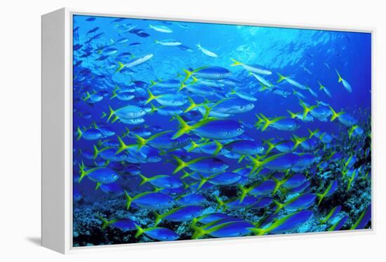 Robust Fusilier Fish-Matthew Oldfield-Framed Premier Image Canvas