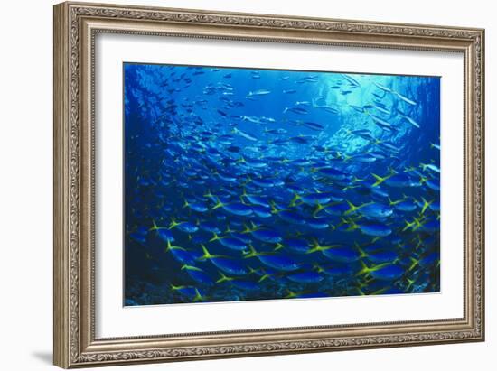 Robust Fusilier Fish-Matthew Oldfield-Framed Photographic Print