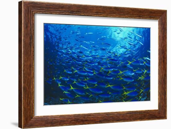 Robust Fusilier Fish-Matthew Oldfield-Framed Photographic Print