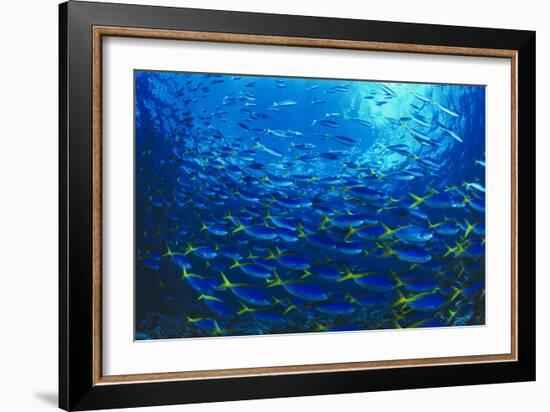 Robust Fusilier Fish-Matthew Oldfield-Framed Photographic Print