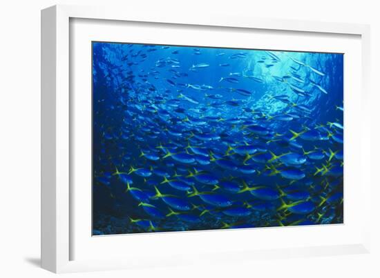 Robust Fusilier Fish-Matthew Oldfield-Framed Photographic Print