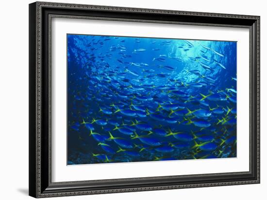 Robust Fusilier Fish-Matthew Oldfield-Framed Photographic Print