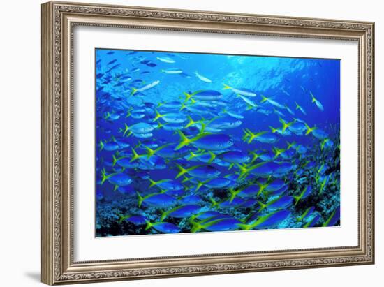 Robust Fusilier Fish-Matthew Oldfield-Framed Photographic Print