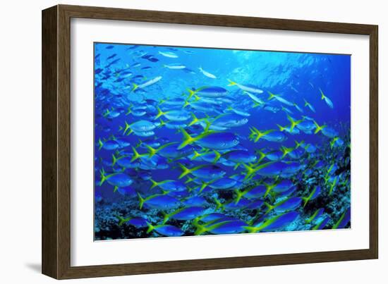 Robust Fusilier Fish-Matthew Oldfield-Framed Photographic Print