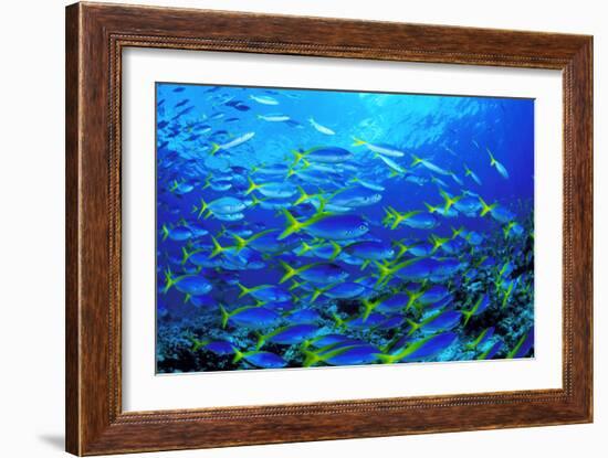 Robust Fusilier Fish-Matthew Oldfield-Framed Photographic Print