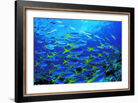 Robust Fusilier Fish-Matthew Oldfield-Framed Photographic Print