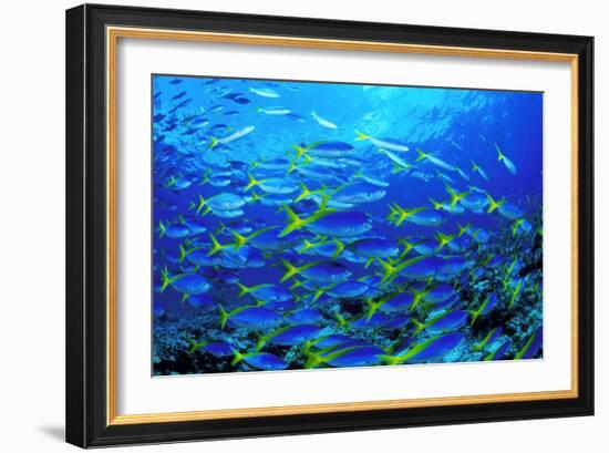 Robust Fusilier Fish-Matthew Oldfield-Framed Photographic Print