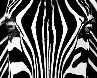Black & White I (Zebra)-Rocco Sette-Laminated Art Print