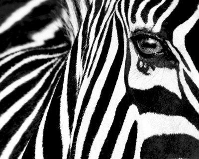 Zebra Green Eye Animal Photography Decorative Art Poster Print 16 by 20