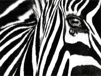 Black & White I (Zebra)-Rocco Sette-Mounted Art Print