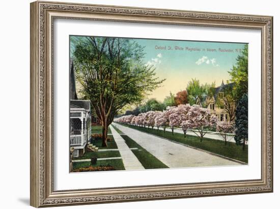 Rochester, New York - Oxford Street White Magnolias in Bloom-Lantern Press-Framed Art Print