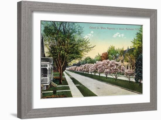 Rochester, New York - Oxford Street White Magnolias in Bloom-Lantern Press-Framed Art Print