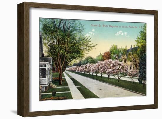 Rochester, New York - Oxford Street White Magnolias in Bloom-Lantern Press-Framed Art Print