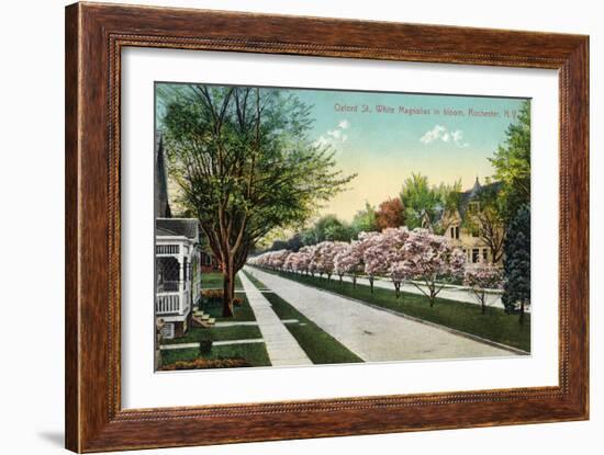 Rochester, New York - Oxford Street White Magnolias in Bloom-Lantern Press-Framed Art Print