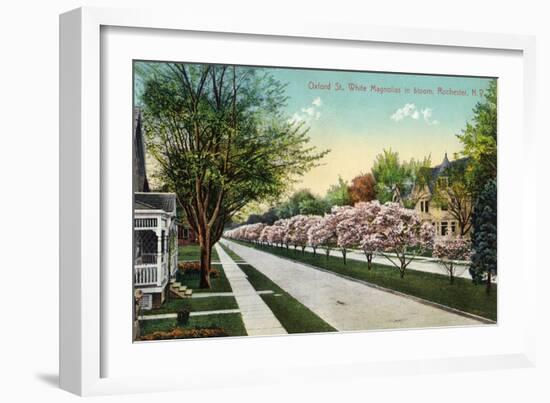 Rochester, New York - Oxford Street White Magnolias in Bloom-Lantern Press-Framed Art Print