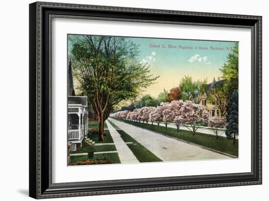 Rochester, New York - Oxford Street White Magnolias in Bloom-Lantern Press-Framed Art Print