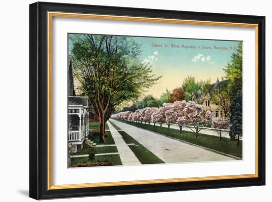 Rochester, New York - Oxford Street White Magnolias in Bloom-Lantern Press-Framed Art Print