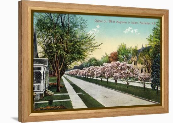 Rochester, New York - Oxford Street White Magnolias in Bloom-Lantern Press-Framed Stretched Canvas