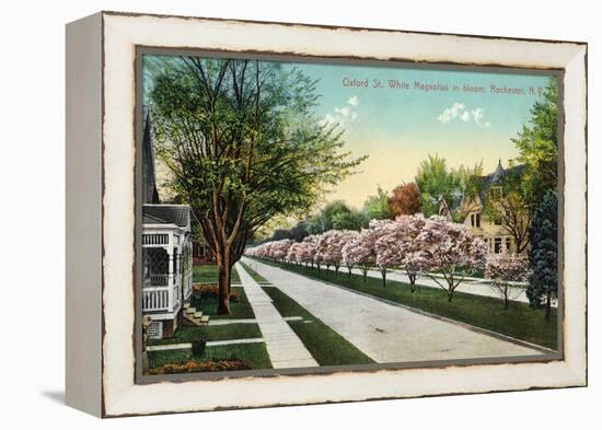 Rochester, New York - Oxford Street White Magnolias in Bloom-Lantern Press-Framed Stretched Canvas