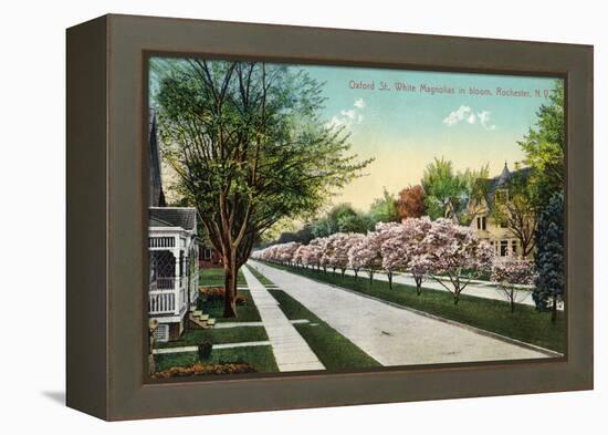 Rochester, New York - Oxford Street White Magnolias in Bloom-Lantern Press-Framed Stretched Canvas