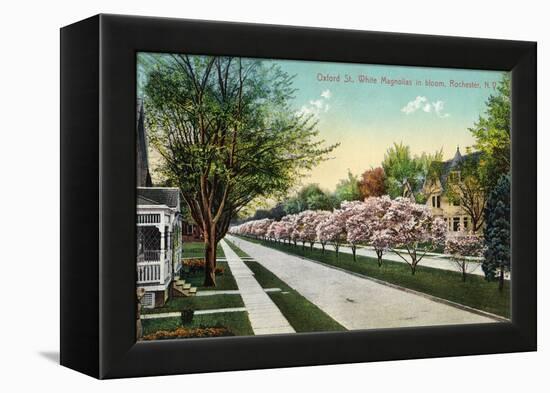 Rochester, New York - Oxford Street White Magnolias in Bloom-Lantern Press-Framed Stretched Canvas