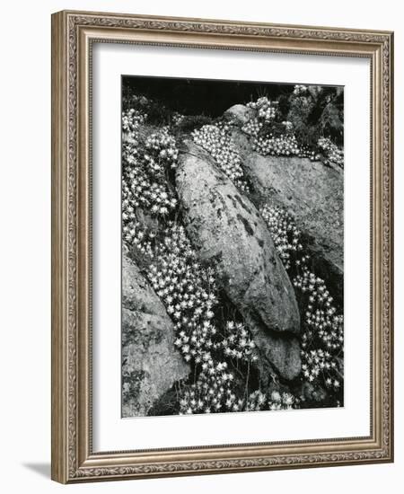 Rock and Botanicals, California, 1955-Brett Weston-Framed Photographic Print